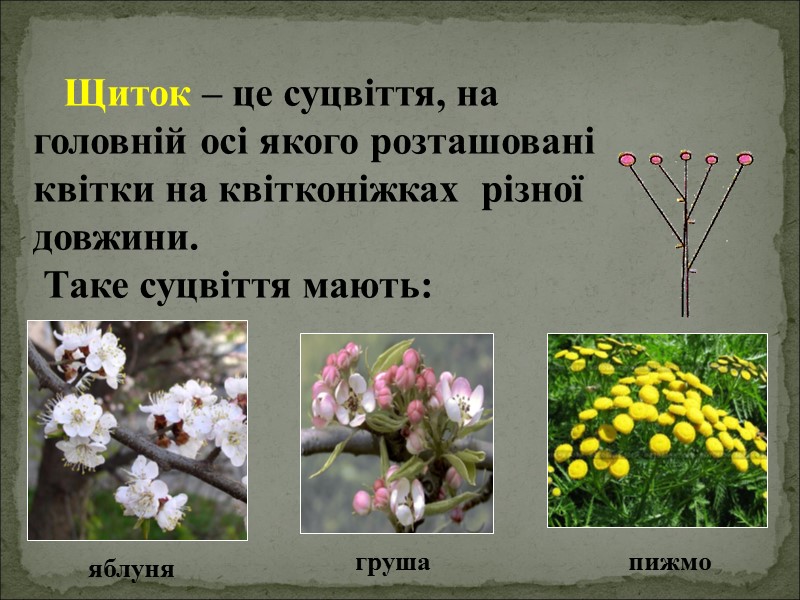 Щиток – це суцвіття, на головній осі якого розташовані квітки на квітконіжках  різної